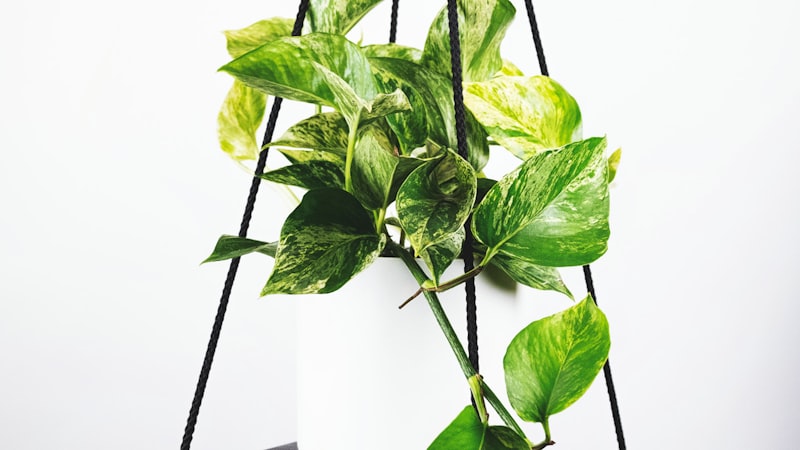 2026年世界杯预选赛欧洲区焦点战直播画面